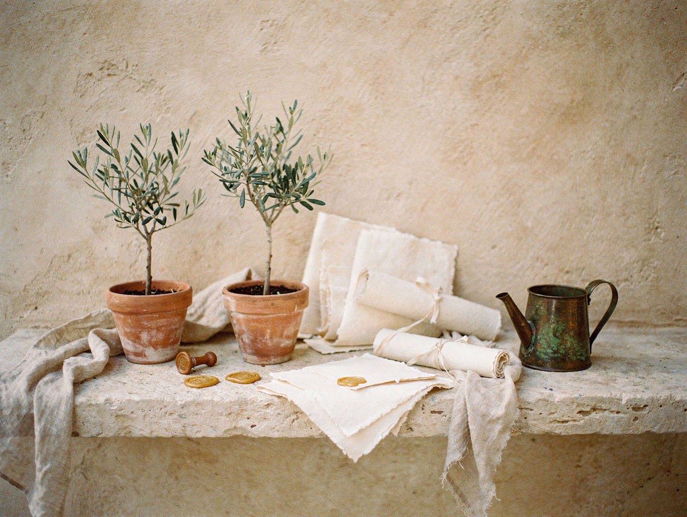 Olive saplings in terracotta pots on a limestone ledge with folded papers between them.
